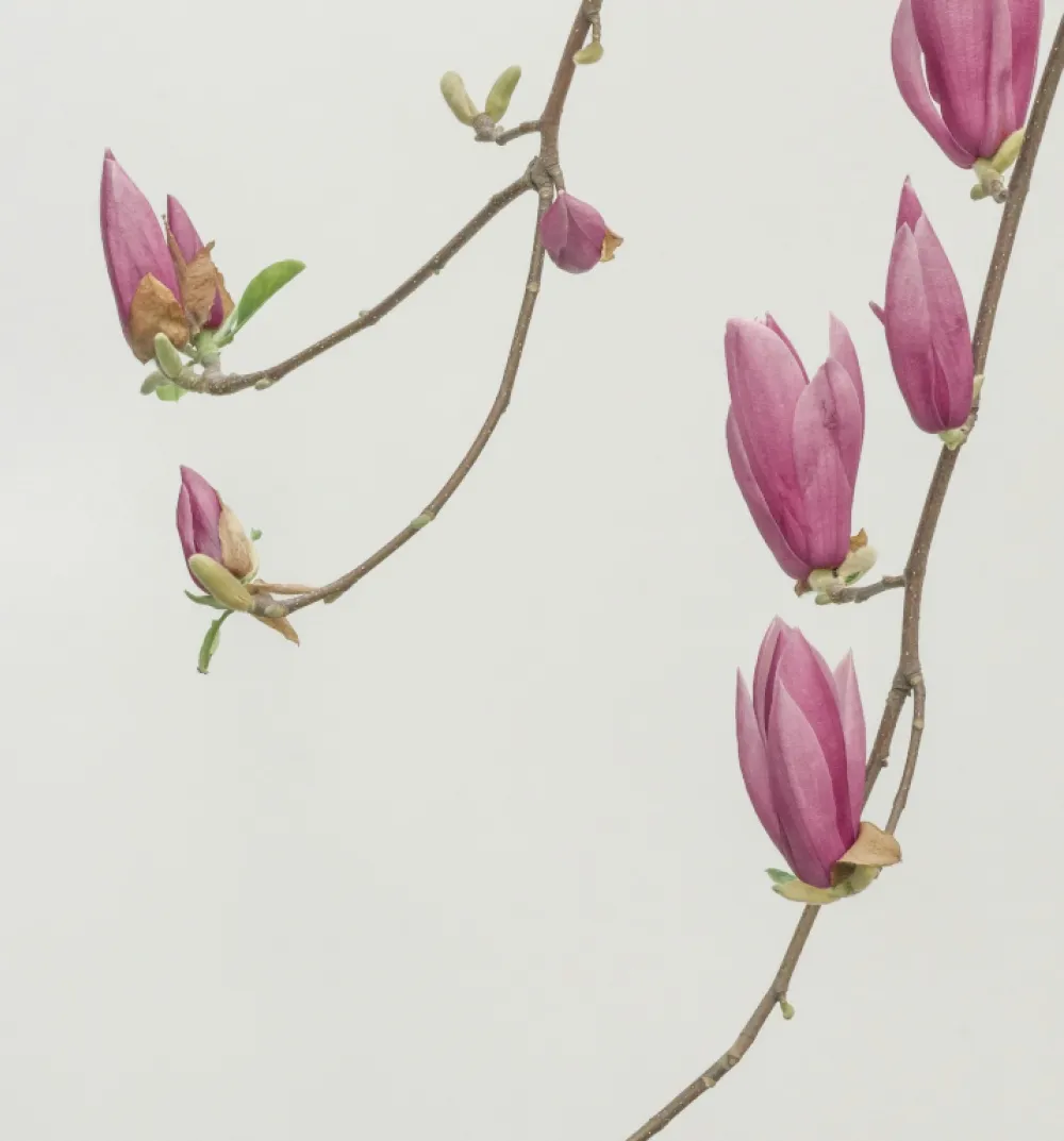 Menopause Support Services