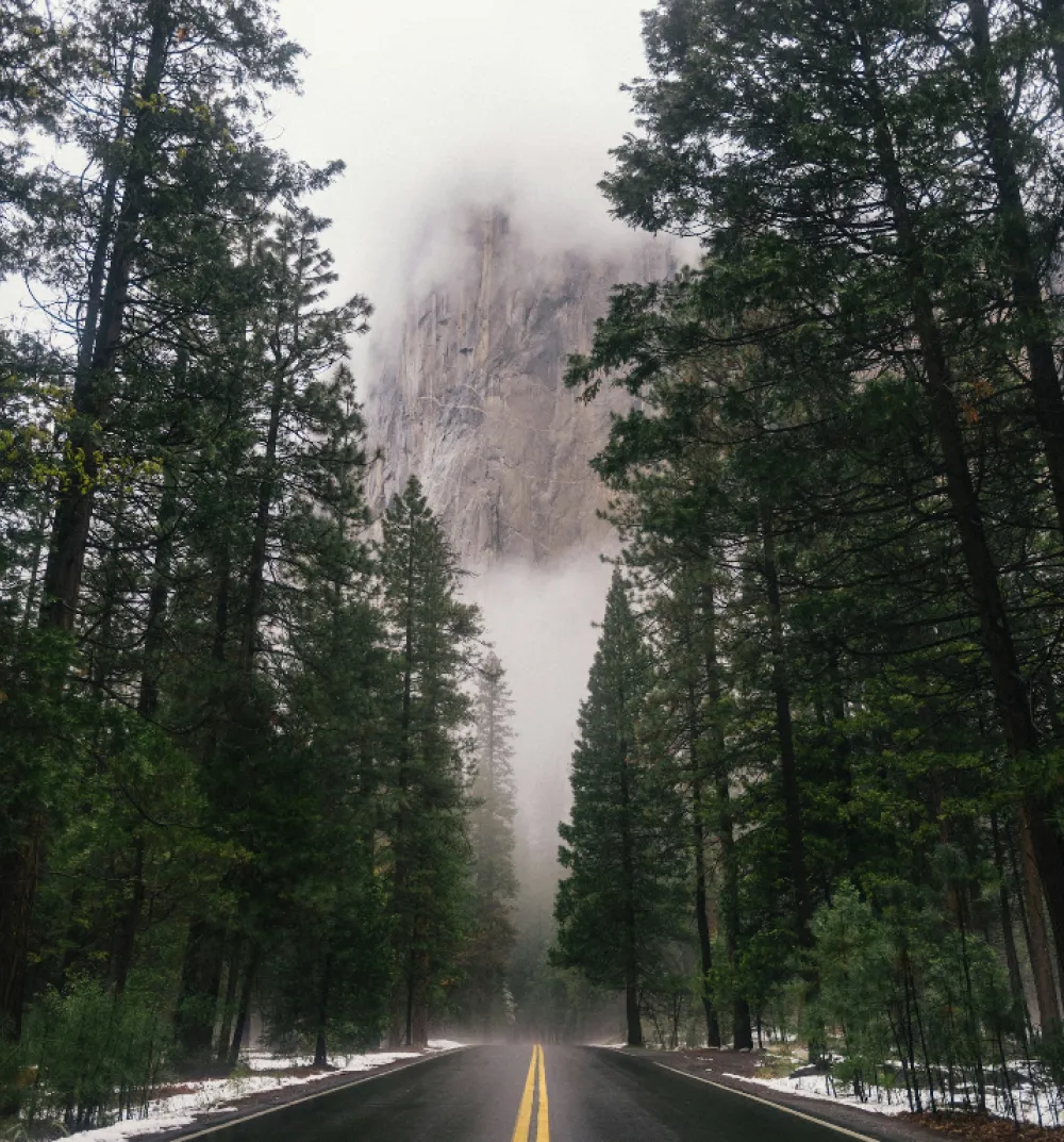 Forest