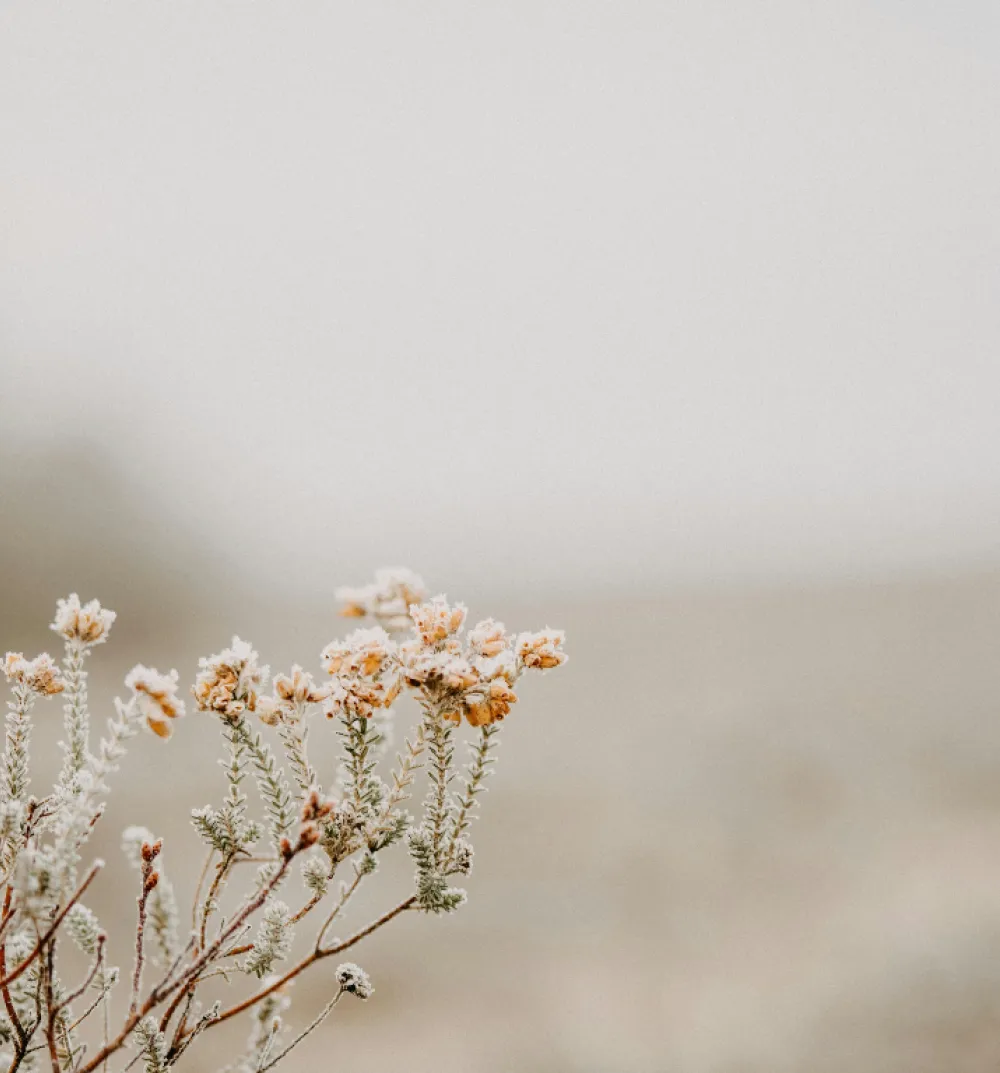 Vulnerability