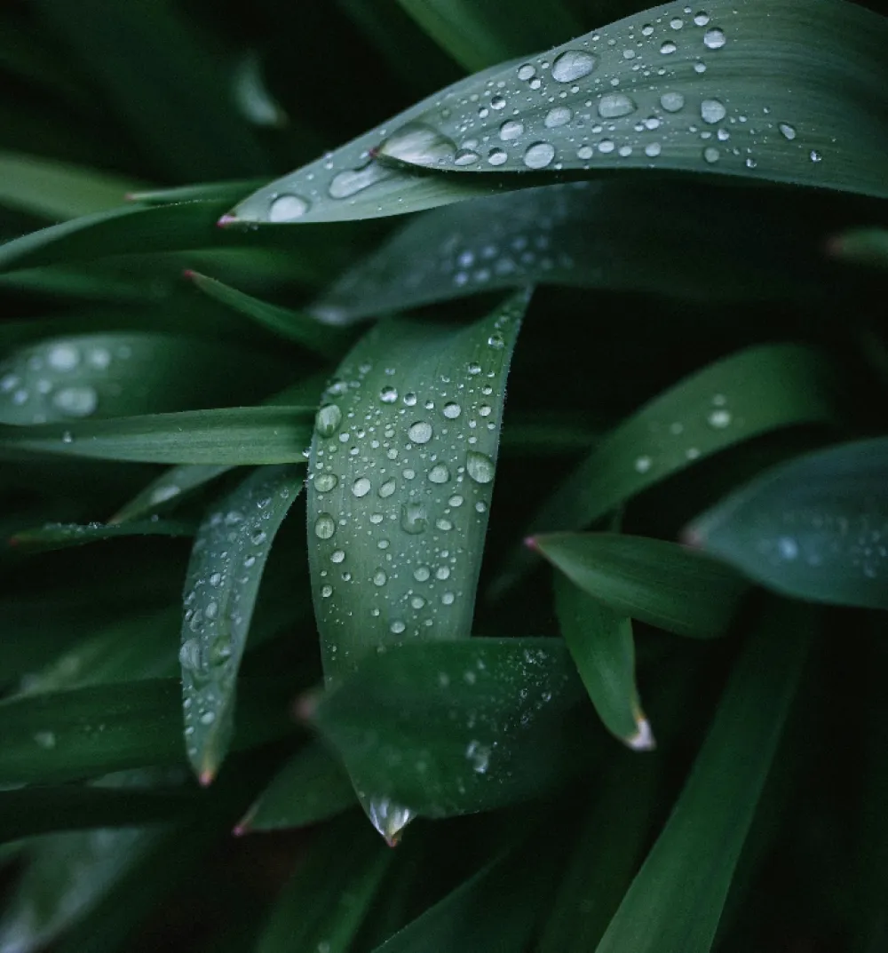 Wet leaves