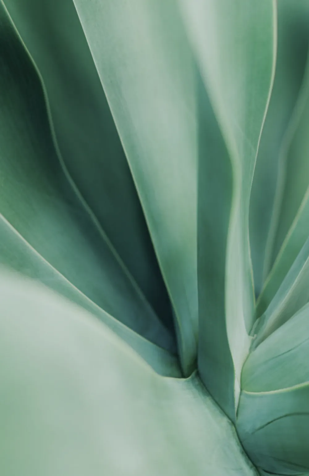 Macro close up of a cactus part