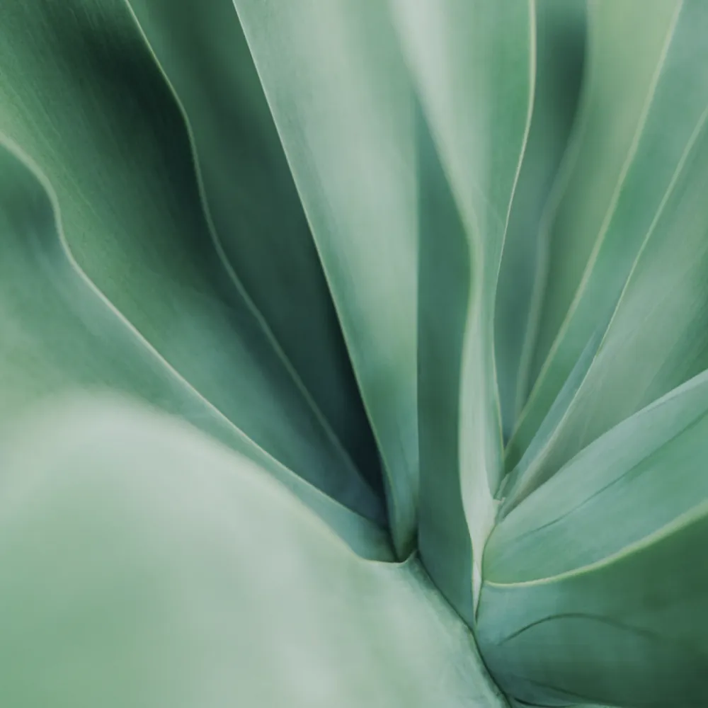 Macro close up of a cactus part